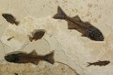 Stunning Green River Fossil Fish Mural with Several Species #342449-5